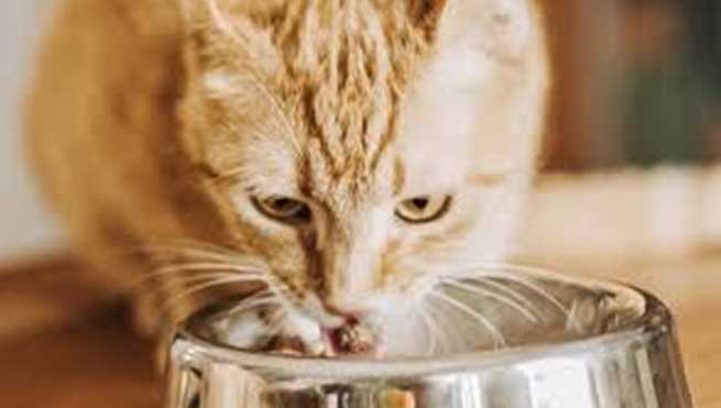 Winter Food Guide for Cats: Keep Your Feline Warm and Well-Fed