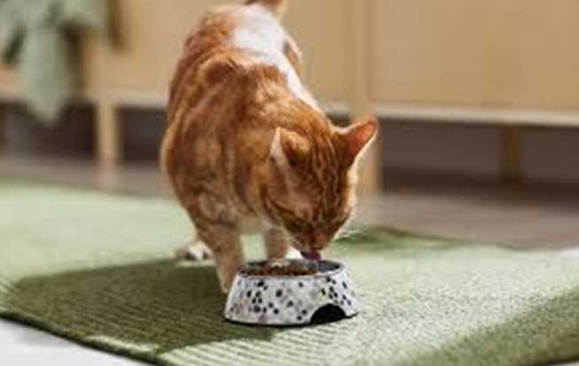 Winter Food Guide for Cats: Keep Your Feline Warm and Well-Fed