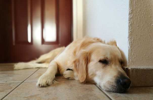 Behavioural Changes in Dogs During Cold Weather: What Pet Parents Should Know