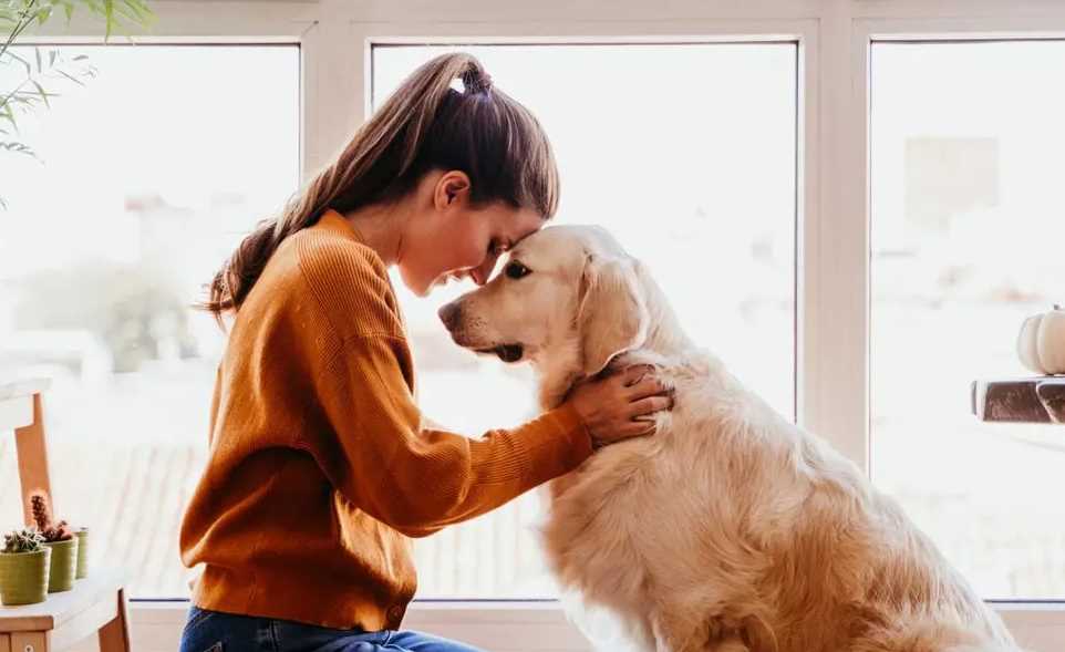 Why Do Dogs Feel More Lethargic in Winter? Causes & Solutions