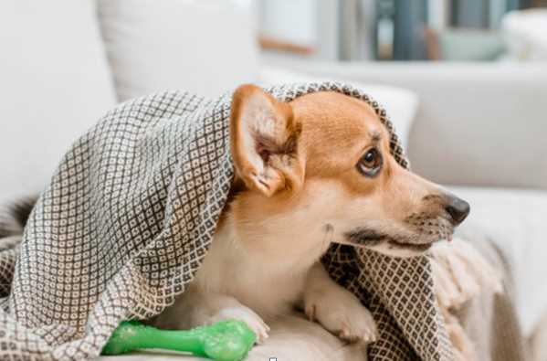 Common Winter Illnesses in Dogs: Symptoms & Prevention