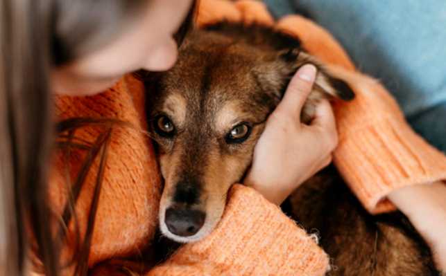 Common Winter Illnesses in Dogs: Symptoms & Prevention