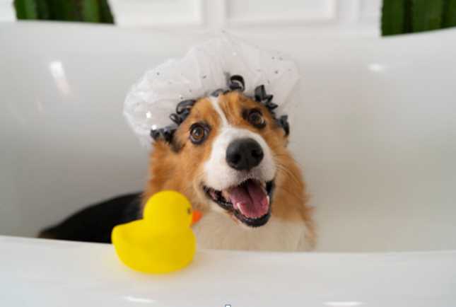 Winter Grooming Guide: How Often Should You Bathe Your Dog in Cold Weather?