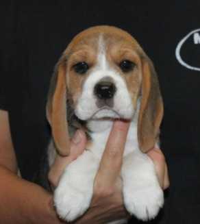 Beagle For Sale In Bangalore