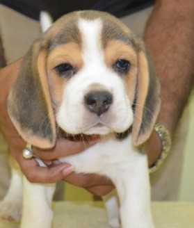 Beagle For Sale In Bangalore