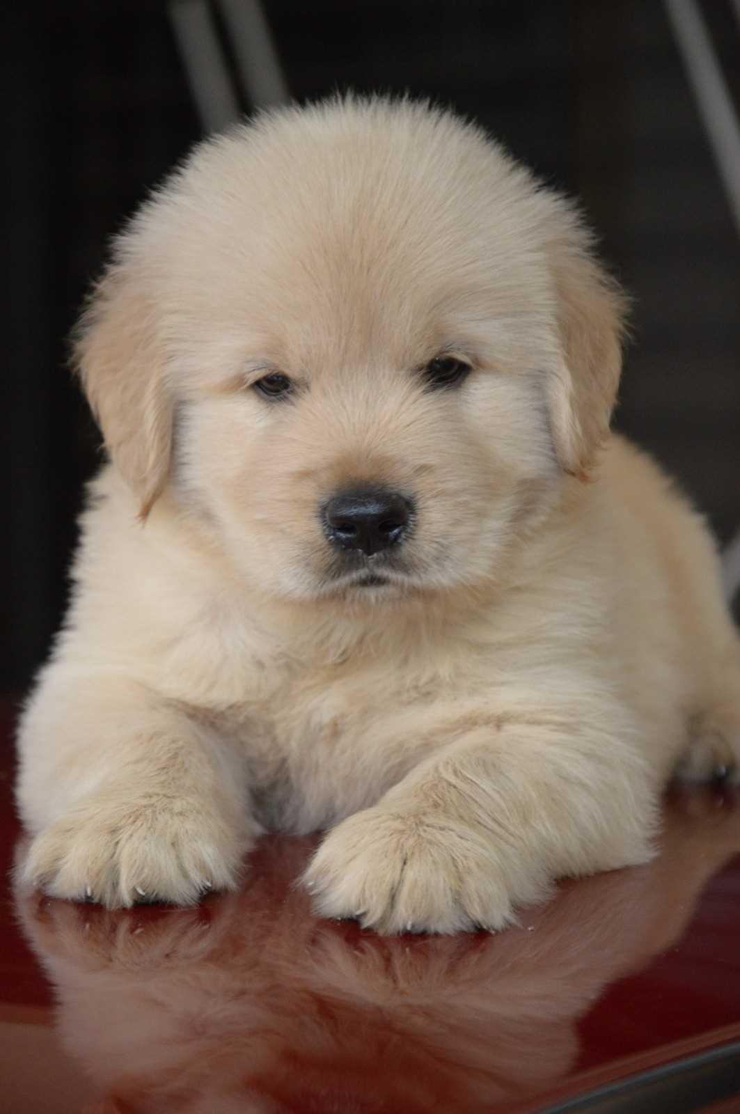 Golden Retriever For Sale In Pune