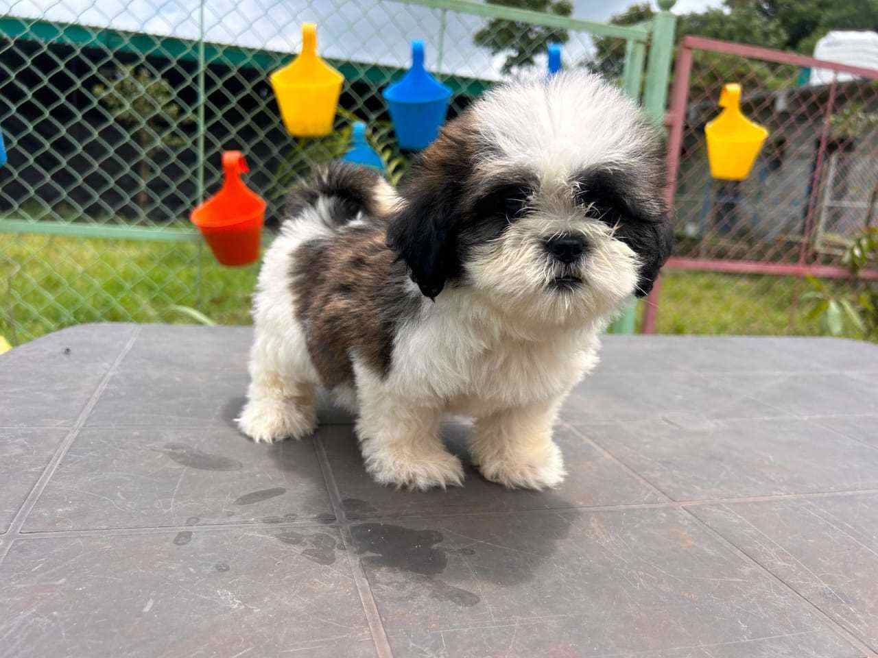Shih Tzu For Sale In Bellary