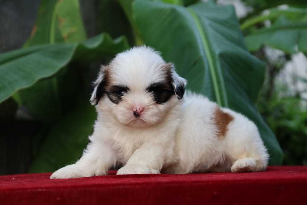 Shih Tzu For Sale In Bellary