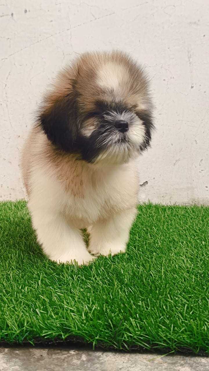 Shih Tzu For Sale In Bellary