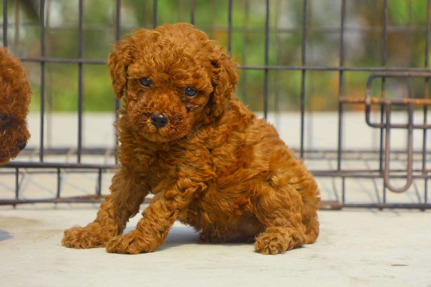 Basic Quality Toy Poodles