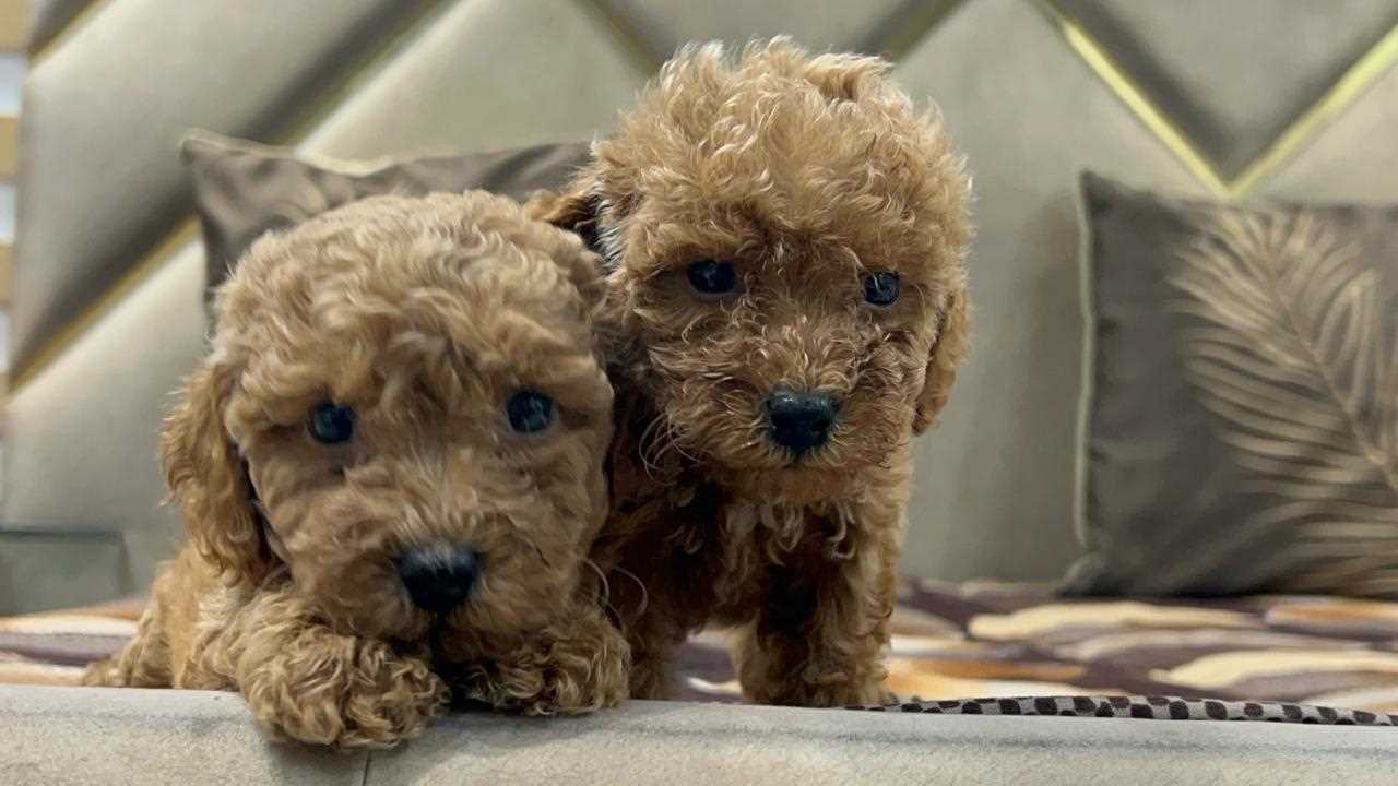 Mr n Mrs Pet