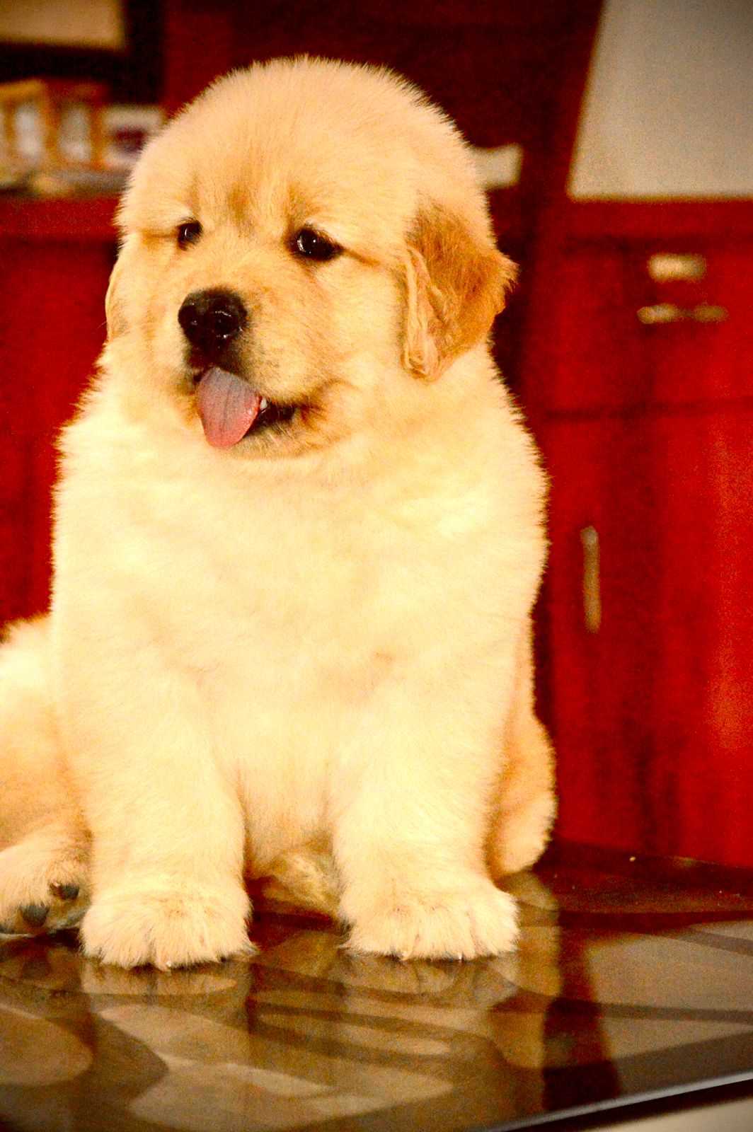 Golden Retriever For Sale In Udaipur
