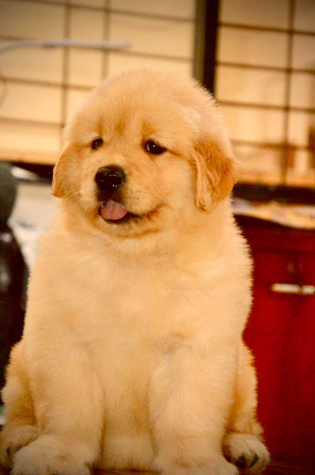 Golden Retriever For Sale In Udaipur