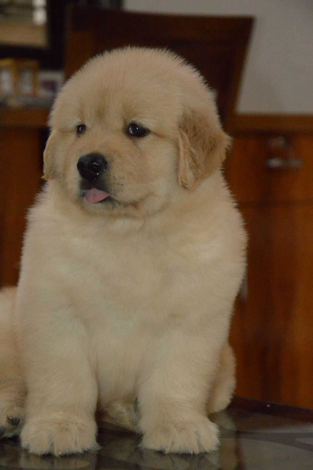 Golden Retriever For Sale In Pune