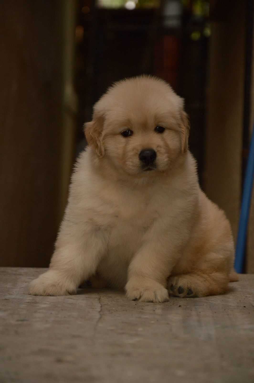Golden Retriever For Sale In Chennai