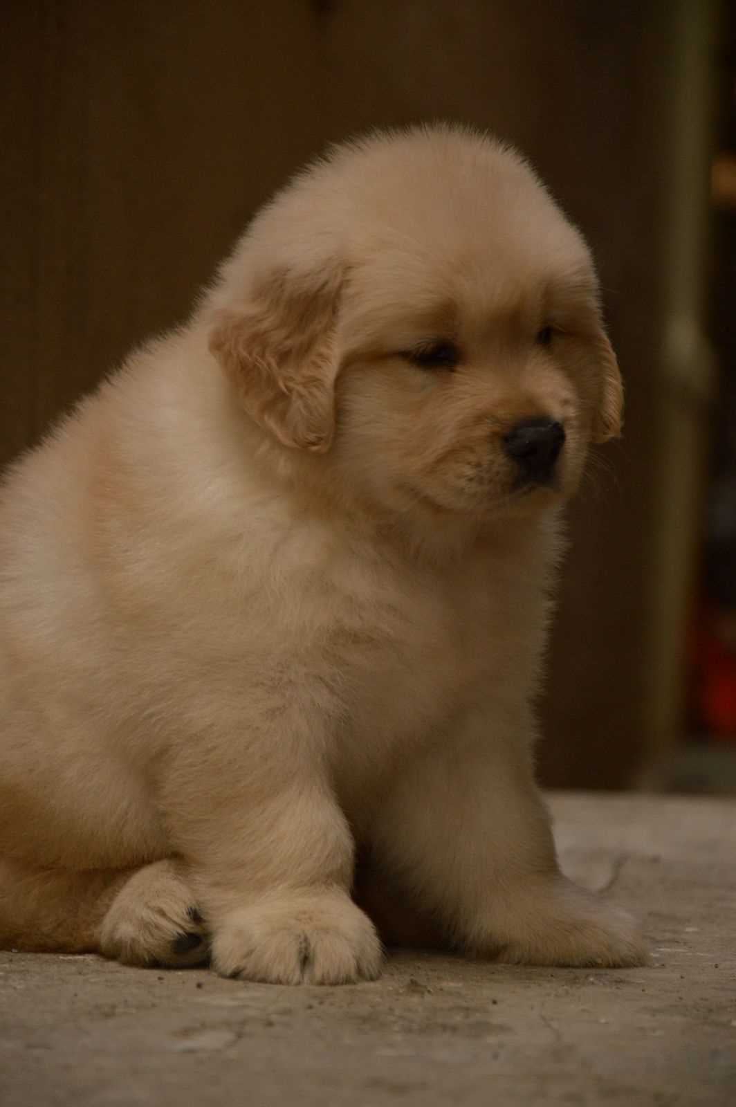 Golden Retriever For Sale In Pune