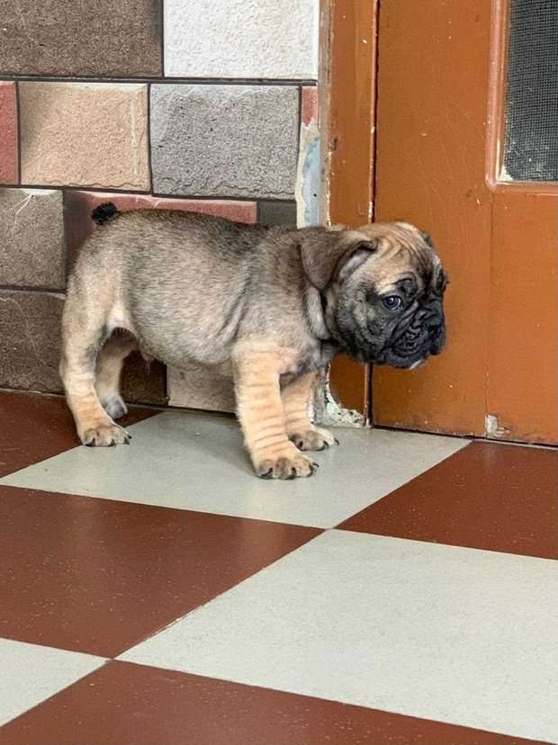 French Bulldog For Sale In Chennai