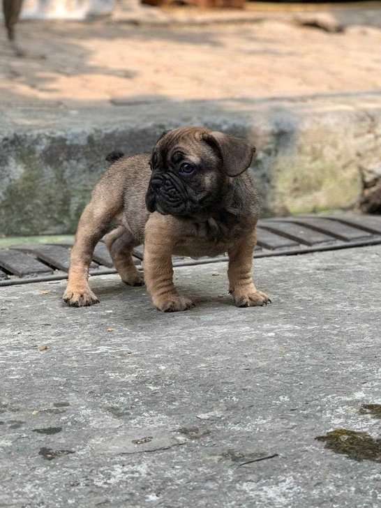French Bulldog For Sale In Chennai