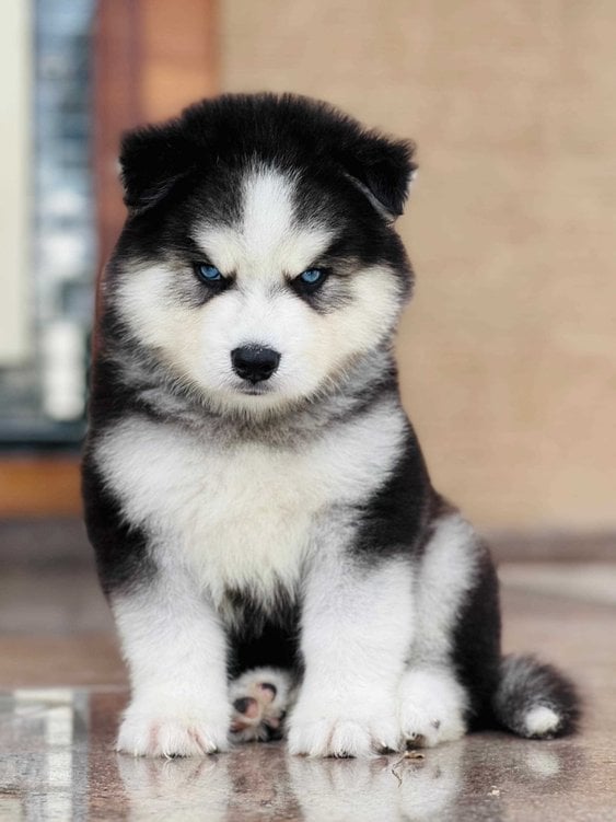 Siberian Husky For Sale In Chennai