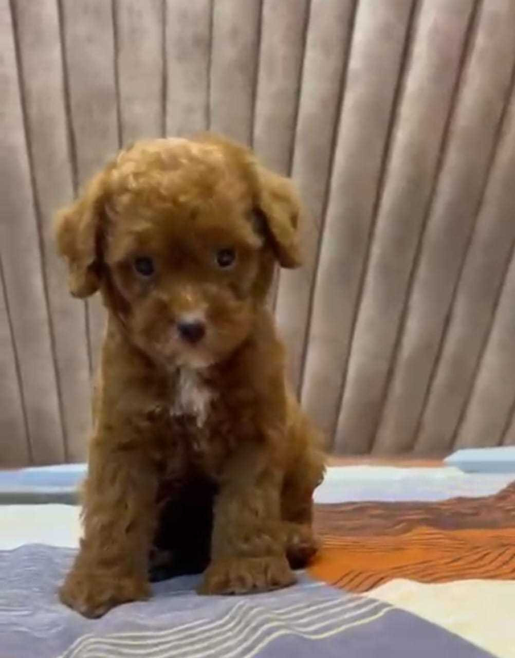 Cavapoo For Sale In Delhi