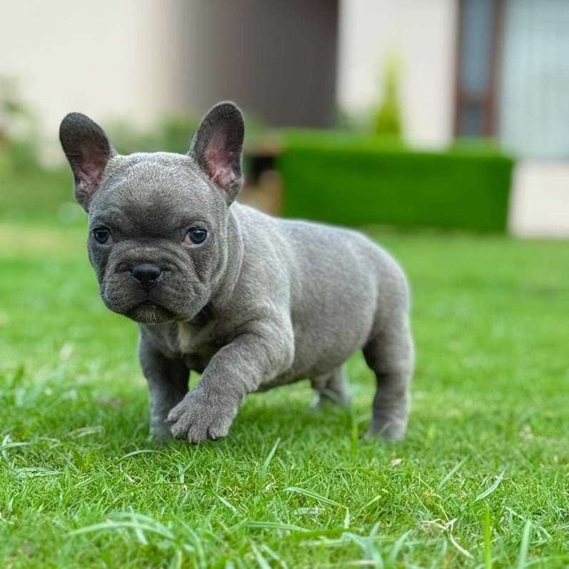 French Bulldog For Sale In Chennai