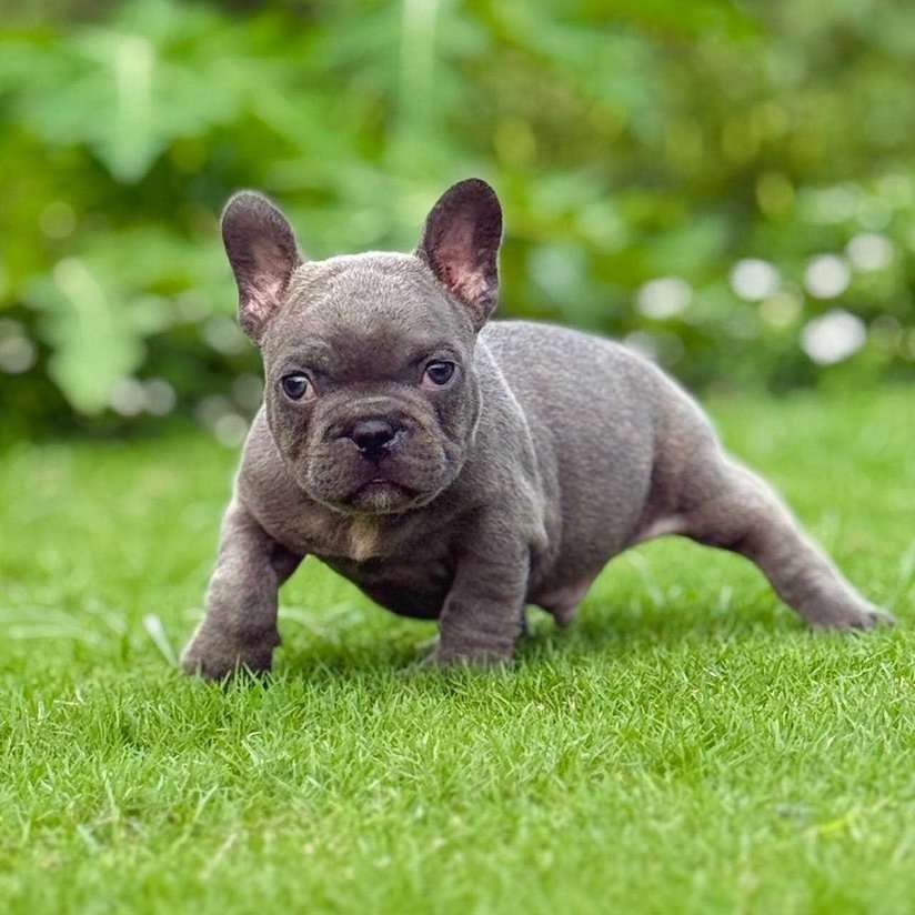 French Bulldog For Sale In Chennai