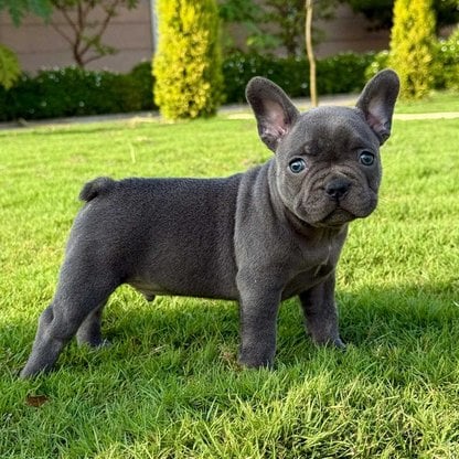 French Bulldog For Sale In Chennai