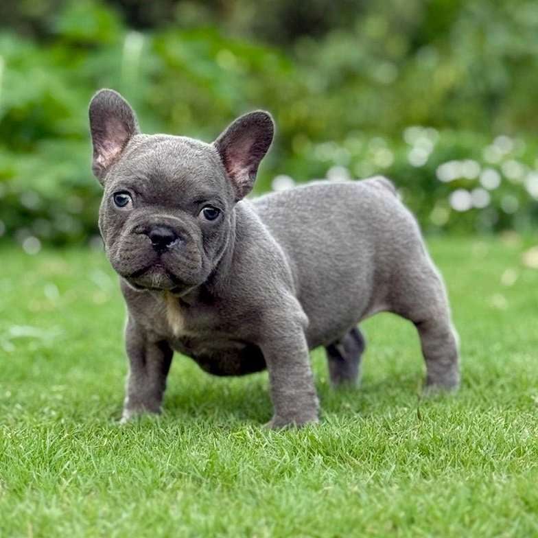 French Bulldog For Sale In Chennai