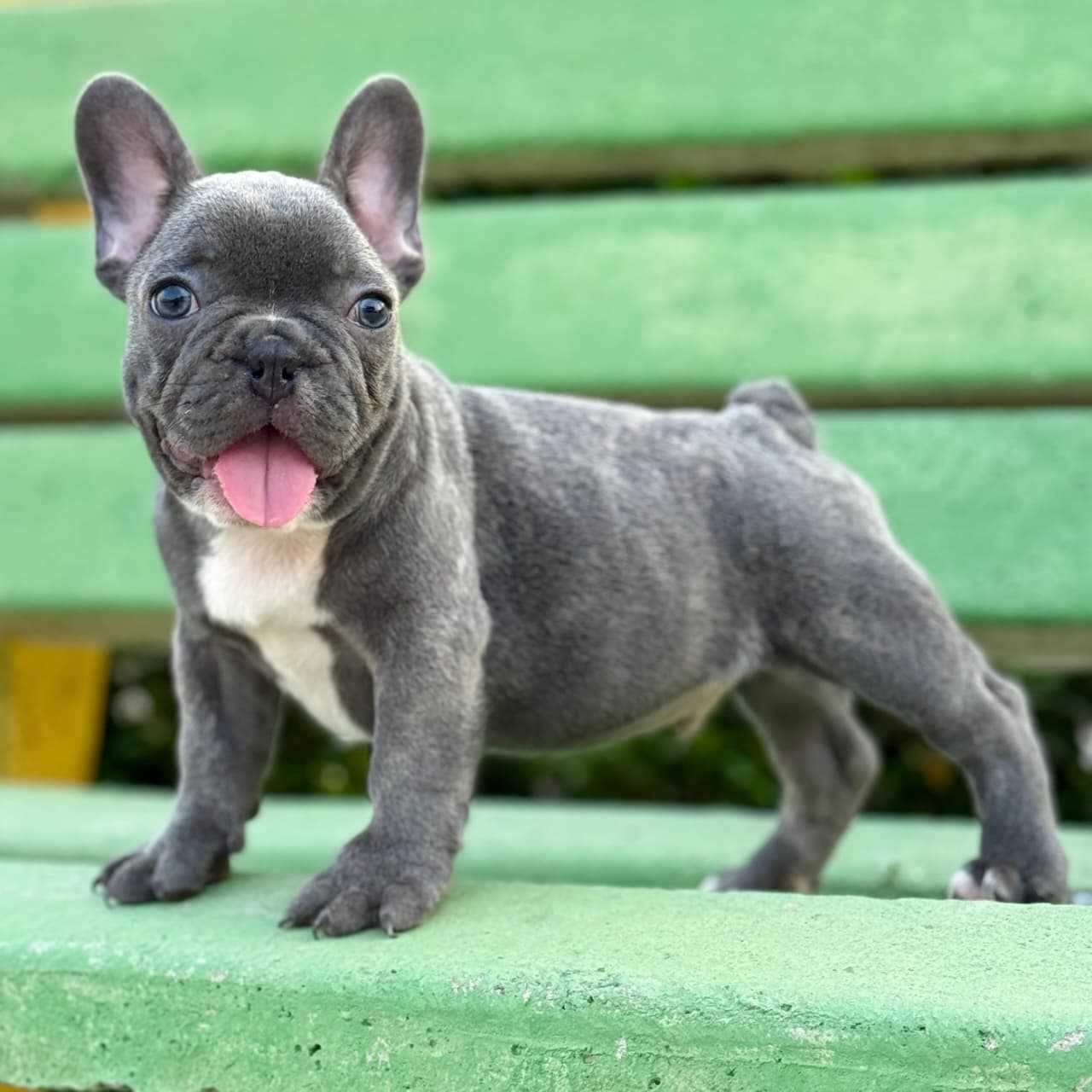 French Bulldog