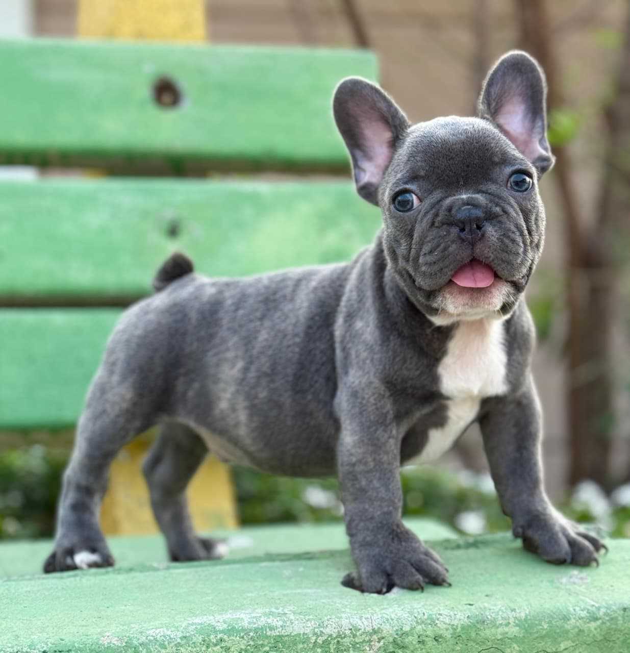 French Bulldog For Sale In Chennai