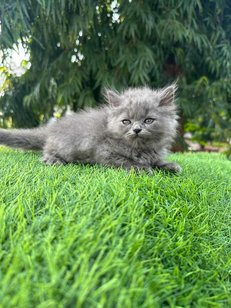 Persian For Sale In Kanpur