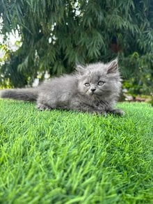 Persian For Sale In Kanpur