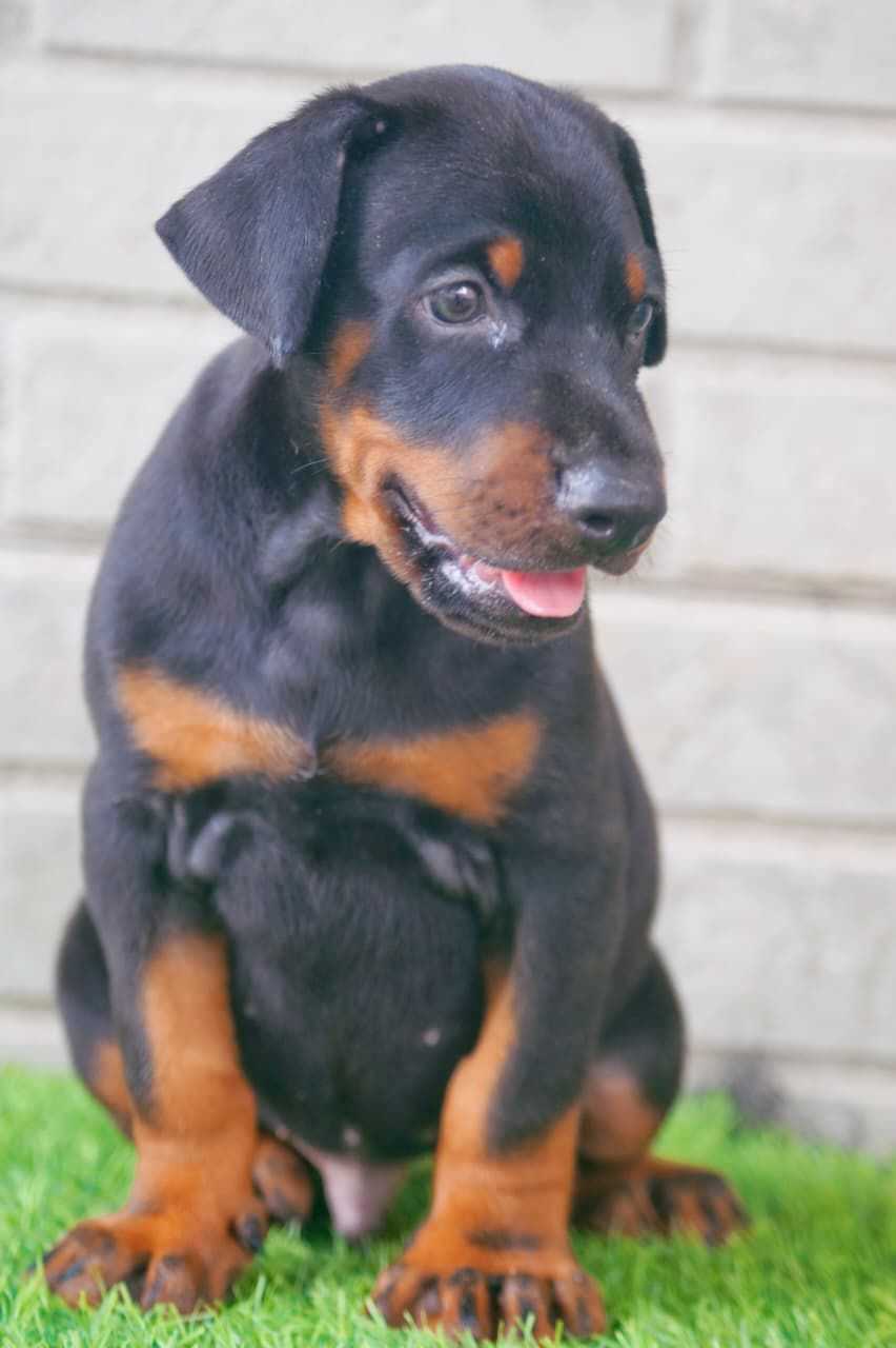 Doberman For Sale In Kochi