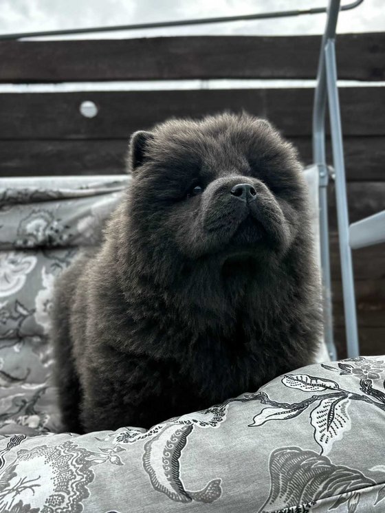 Chow Chow For Sale In Jaipur