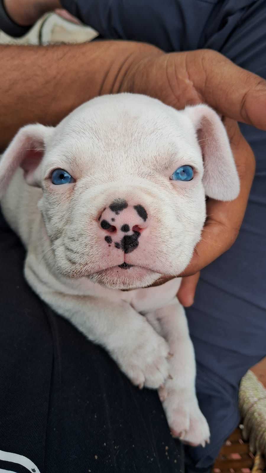 American Bully For Sale In Jaipur