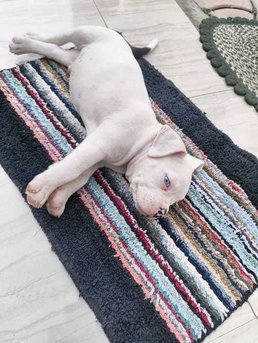 American Bully For Sale In Jaipur