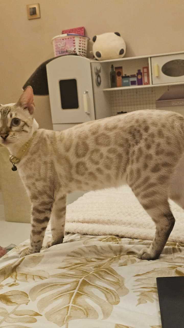Bengal For Sale In Pune