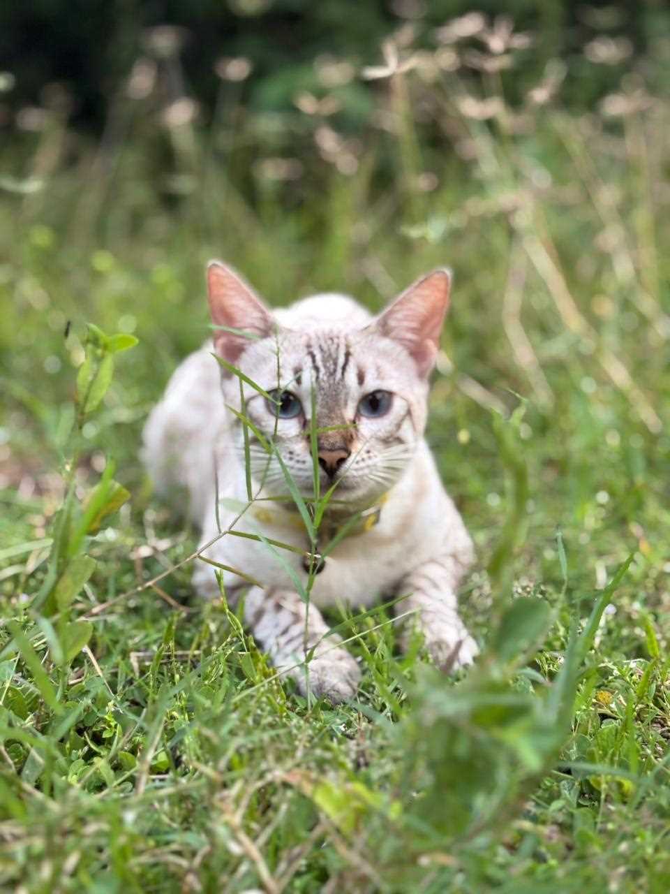 Bengal For Sale In Pune