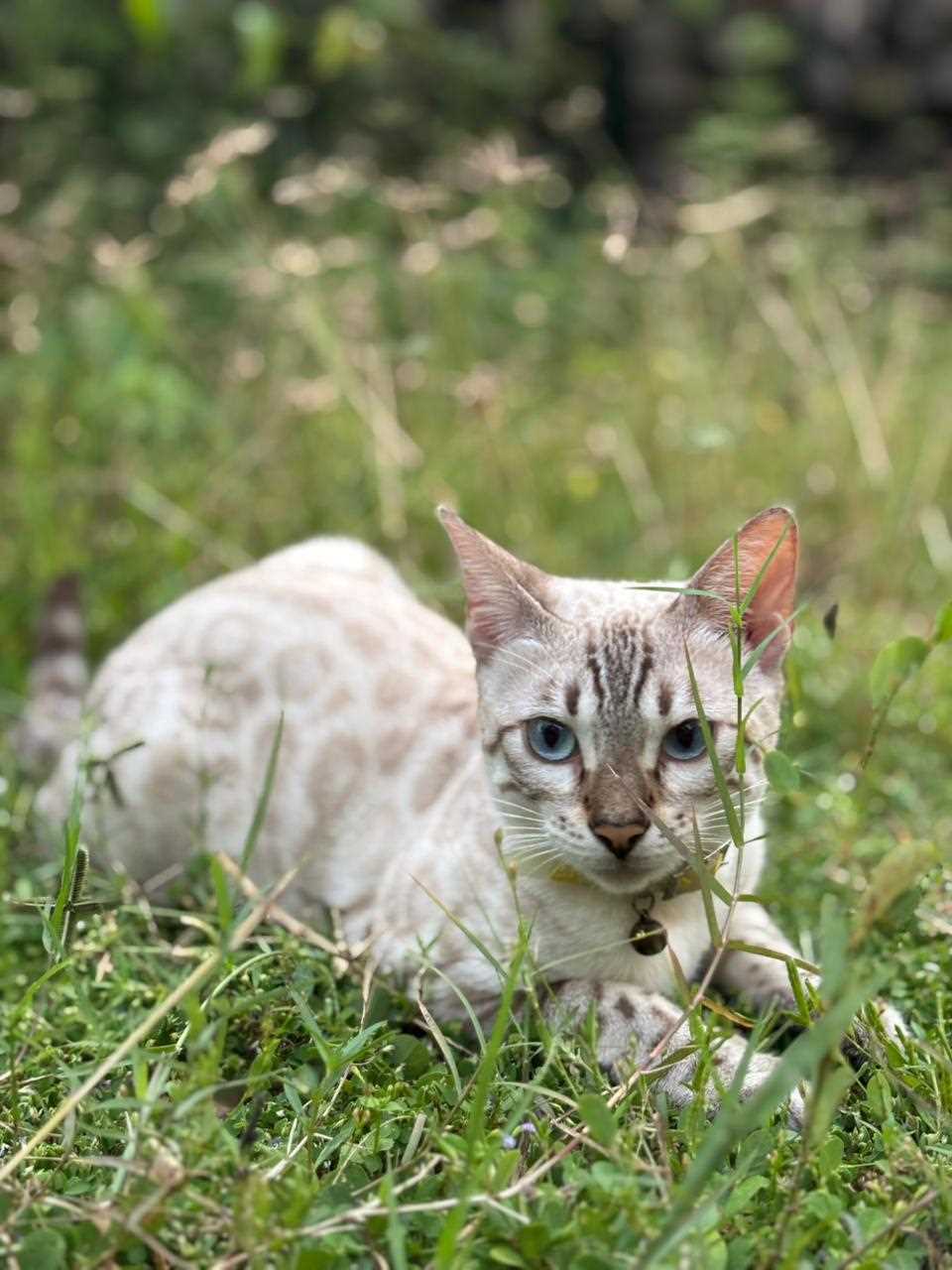 Bengal For Sale In Pune