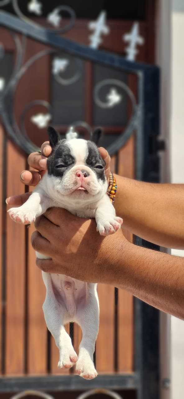French Bulldog For Sale In Chennai