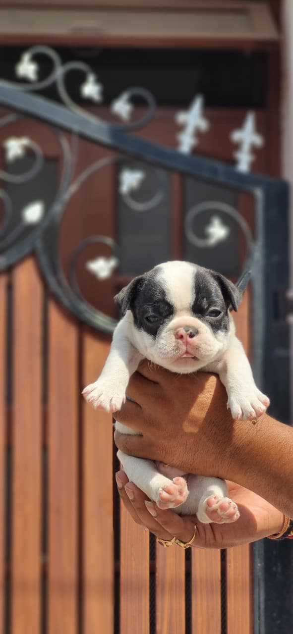French Bulldog For Sale In Chennai