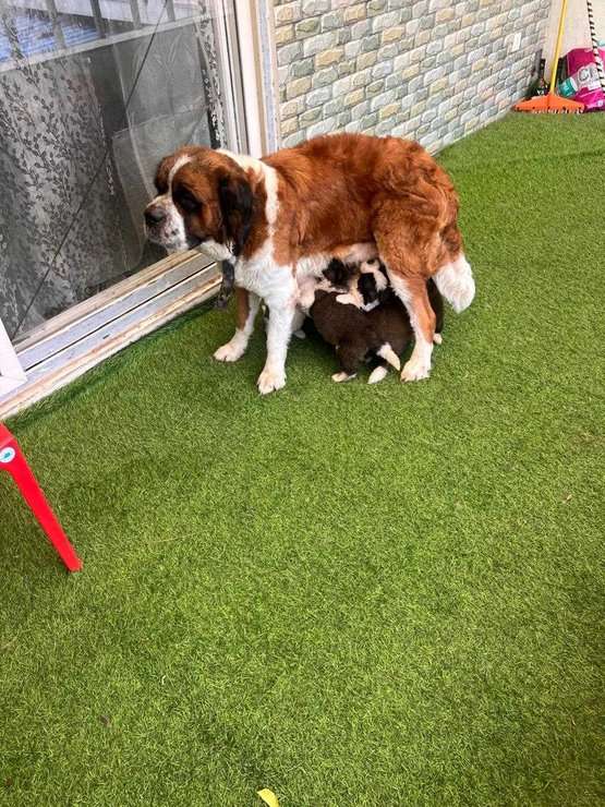 Saint Bernard For Sale In Chennai