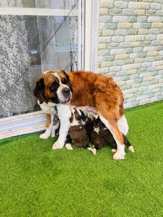 Saint Bernard For Sale In Chennai