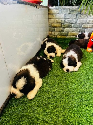 Saint Bernard For Sale In Chennai