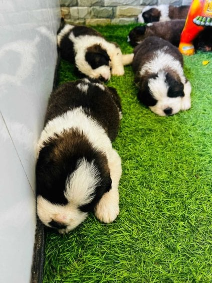 Saint Bernard For Sale In Chennai