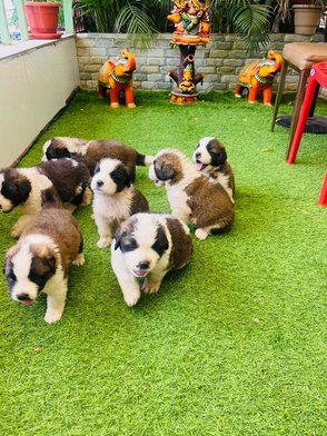 Saint Bernard For Sale In Chennai