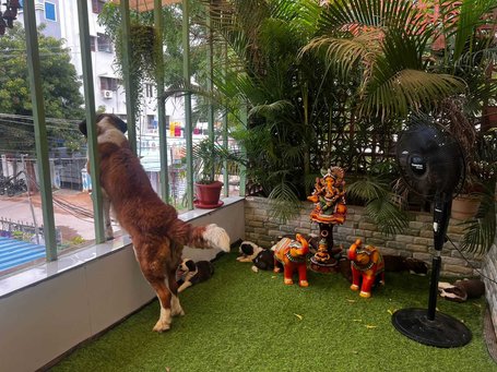 Saint Bernard For Sale In Chennai