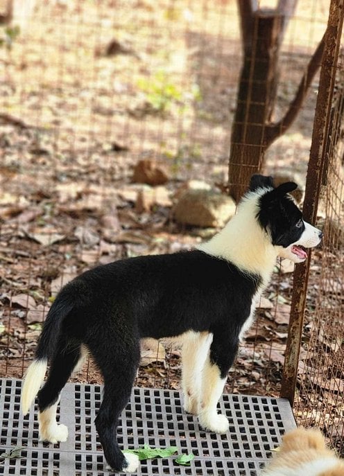 Border Collie For Sale In Jaipur