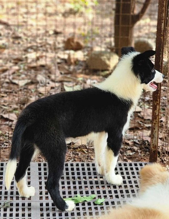 Border Collie For Sale In Jaipur
