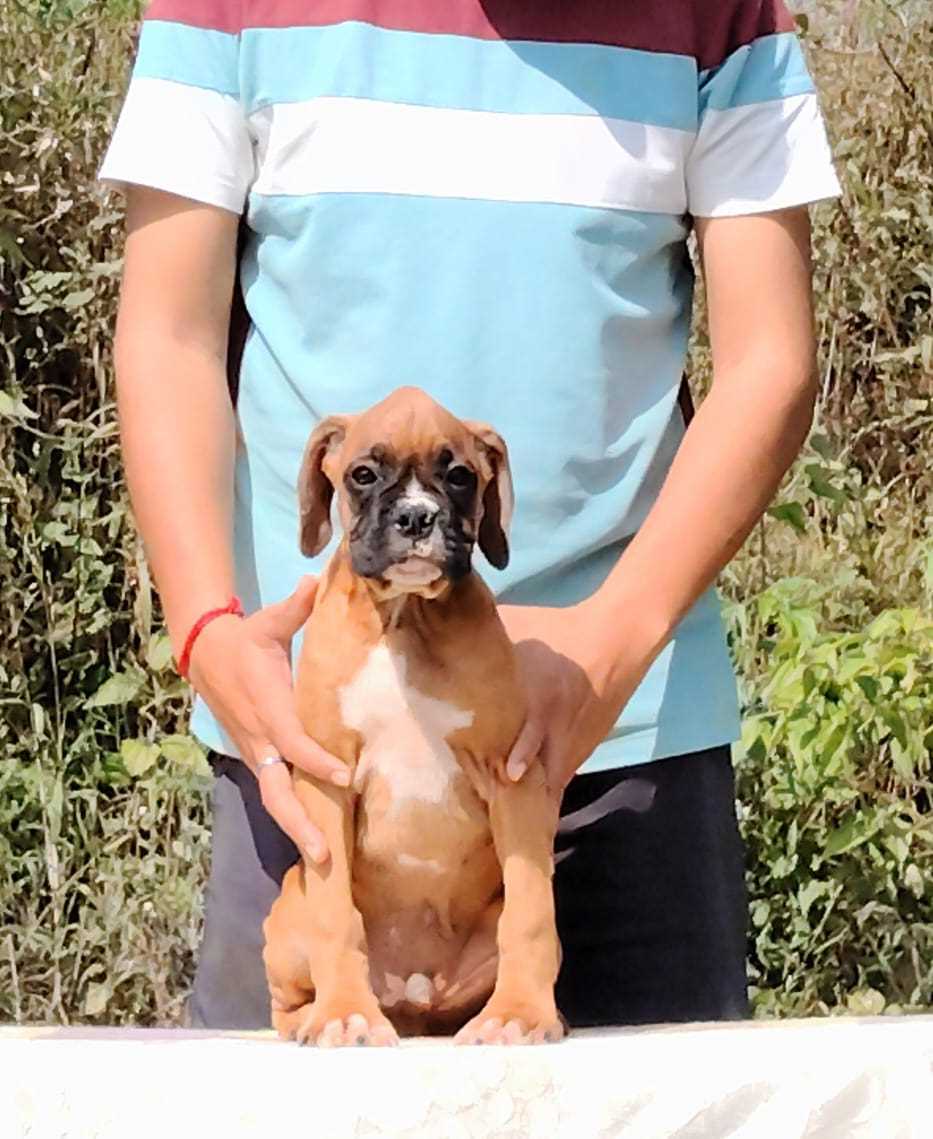 Boxer For Sale In Chennai